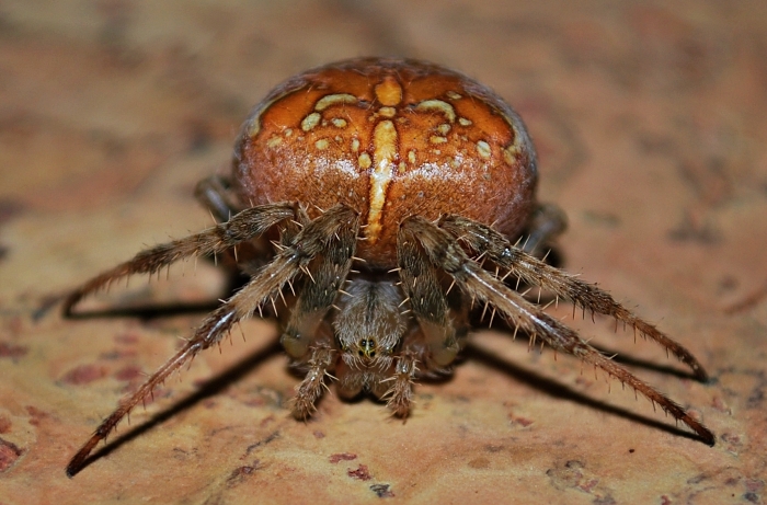 Araneus diadematus